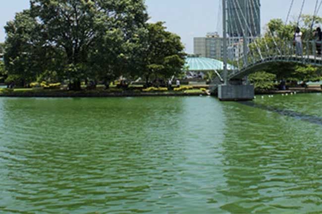 Final report on Beira Lake water contamination to be released today