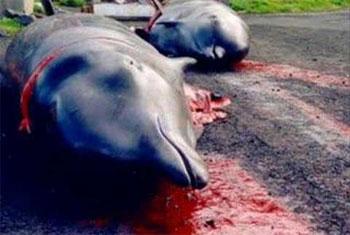 VIDEO: Ministry launches probe into massacre of over 50 dolphins in Kalpitiya