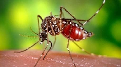 Over 54 dengue deaths and 27,000 cases this year