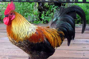 6,000 chickens destroyed after bird flu scare - report