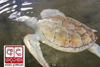 VIDEO: Missing albino turtle found?