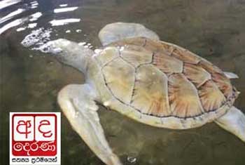 VIDEO: Missing albino turtle found?