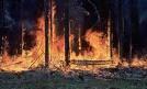 Forest fire rages in Walapane