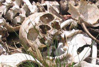 136 skulls dug up from Matale mass grave