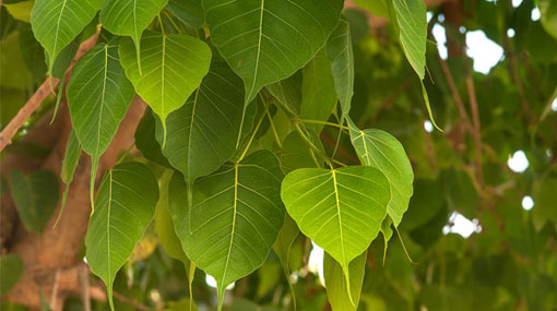 Court order against cutting down ‘Bo Tree’ in Pannipitiya