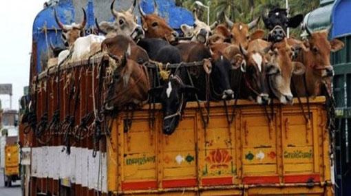 President halts issuing of licenses for cattle transport