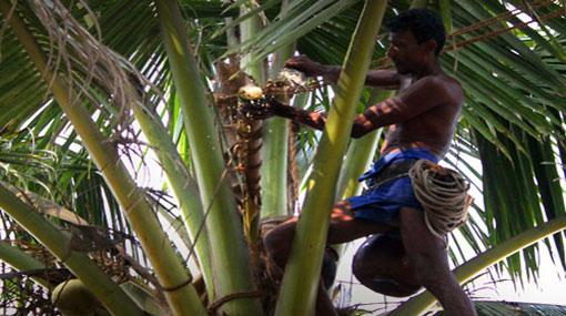 Toddy tapping brought under license by Ministry of Finance
