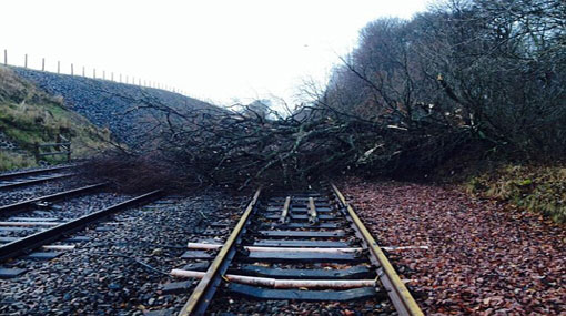 Fallen tree disrupts trains on Kelani Valley line