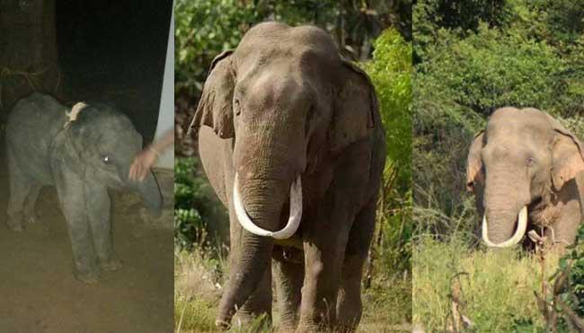 CID to probe recent tusker killings