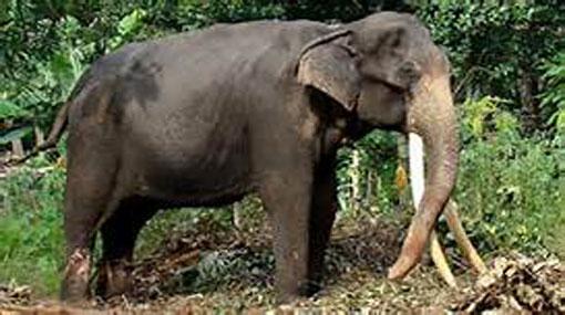 Police arrest five suspects over killing of tusker in Nikaweratiya