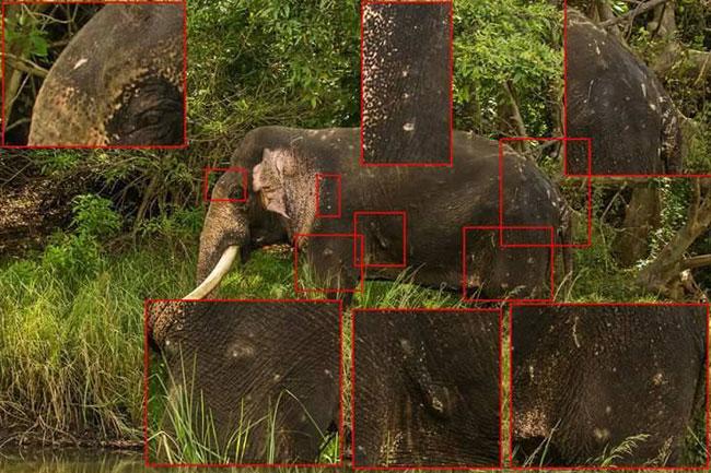 Did tusker ‘Mahasen’ suffer same fate as ‘Dala Puttuwa’?