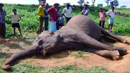 Dead body of an elephant found in Karuwalagaswewa