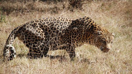 Man eating leopard that attacked seven estate workers in Hatton still at large