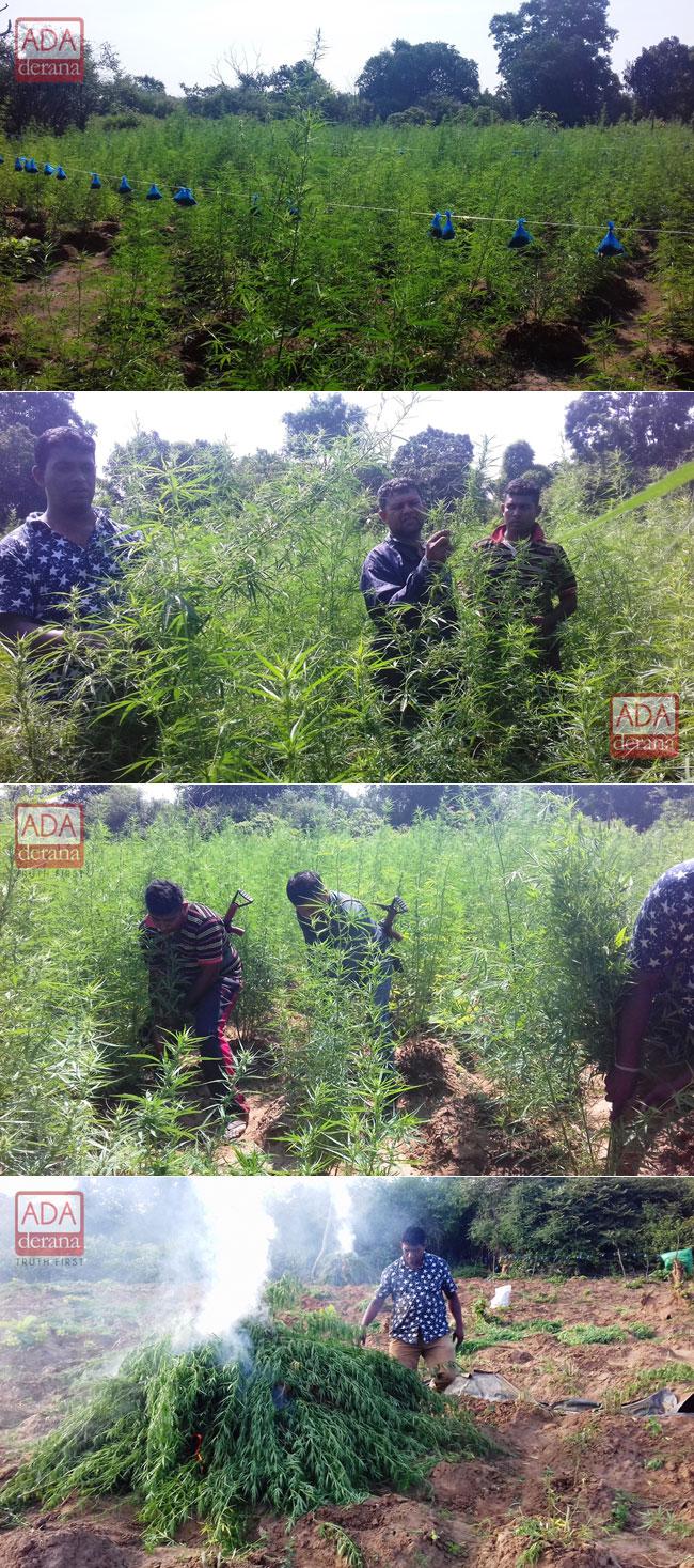 Four acres of ganja found in Lunugamvehera National Park