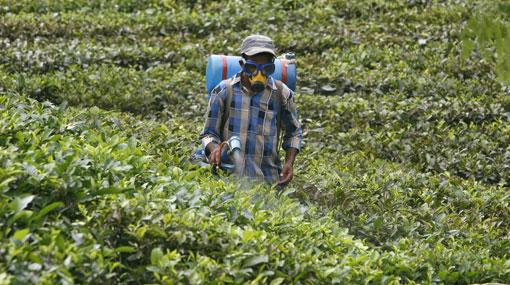 Cabinet approval to lift ban on Glyphosate for tea and rubber