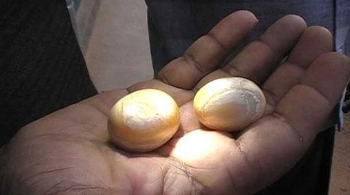 Two arrested in Matara with Elephant Pearls