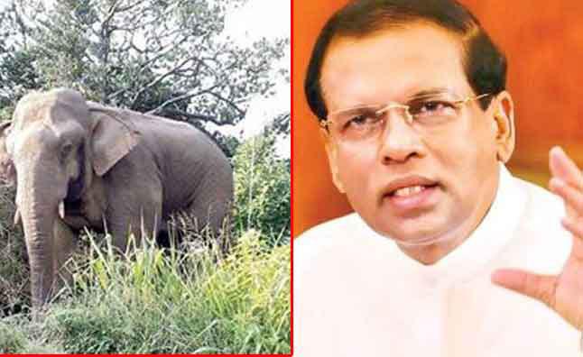 President orders not to relocate the two elephants at Sinharaja