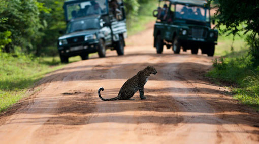Steps taken to curb over-visitation of Yala national park