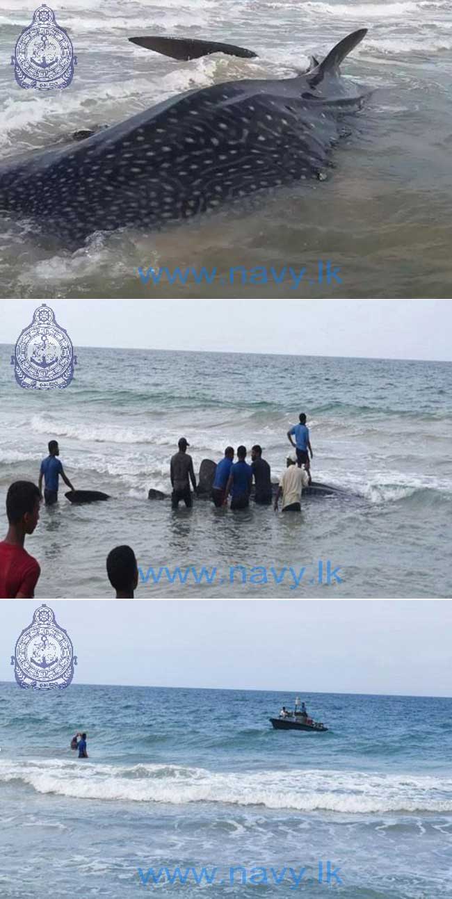 Navy rescues a Whale Shark in the seas off Alampil