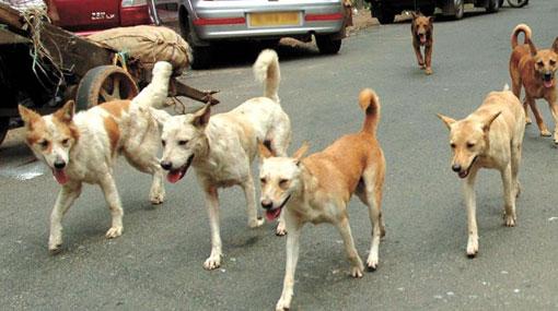 Owners of stray dogs face Rs 25,000 fine and 2 years imprisonment