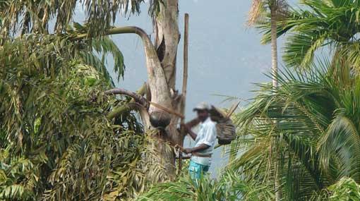 Legal actions against tapping ‘Kithul’ without license in Sinharaja
