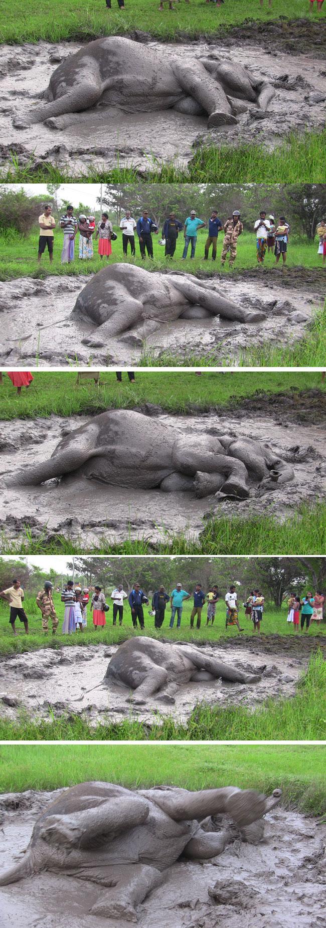 Speeding train collides with another elephant