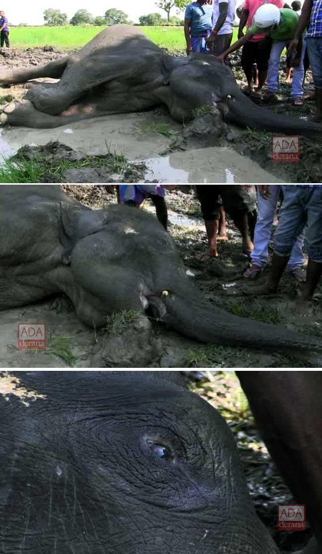 Elephant injured in collision with ‘Meenagaya’ dies