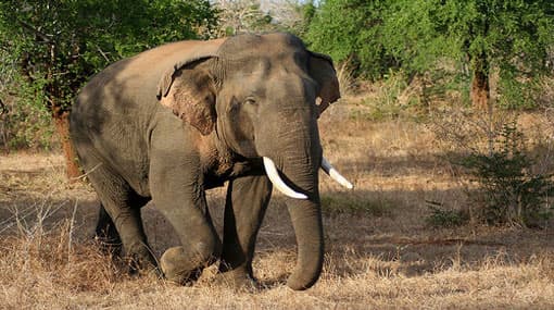 Two girls killed in wild elephant attack
