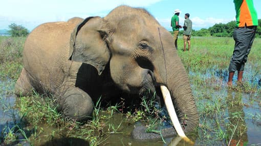 Tusker shot dead in Udawalawa Elephant Transit Home