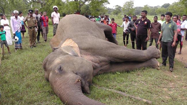Wild elephant electrocuted to death in Kantale