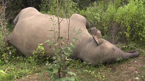 Elephant found shot and killed in Rathmale