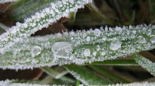Possibility of ground frost in Nuwara Eliya