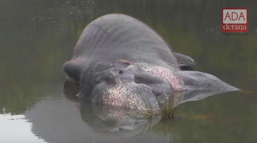 Elephant suffering from gunshot wound found dead