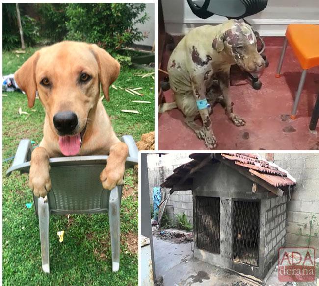 Suspect arrested for setting fire to dog in Negombo