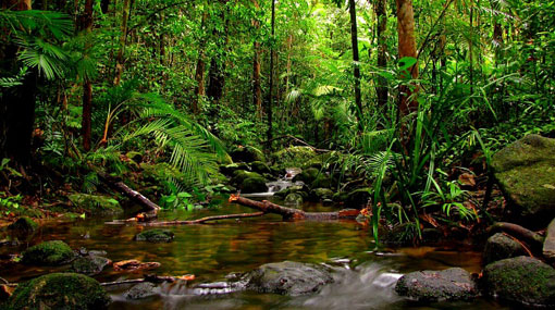 Development project in Sinharaja posing environmental risks?