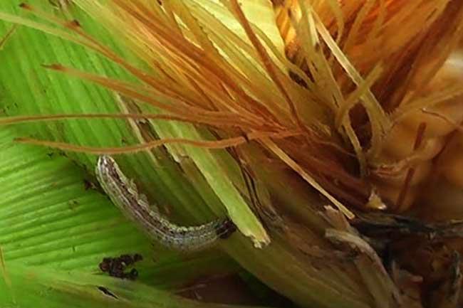 UNP’s program to eliminate Fall Armyworm