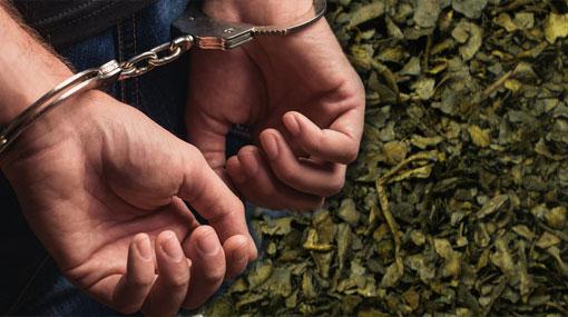 Kerala Cannabis worth over Rs 4.2 mn seized in Pesalai