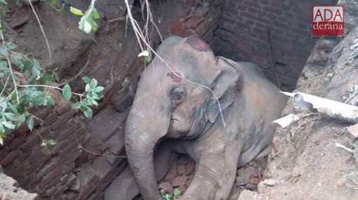 Elephant dies after falling into cesspit