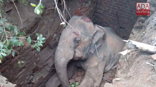 Elephant dies after falling into cesspit