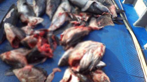 Fisherman arrested for poaching Thresher Shark