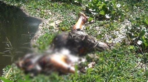 Headless body of man found in canal
