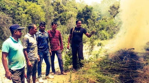 Cannabis cultivation with 3500 plants razed