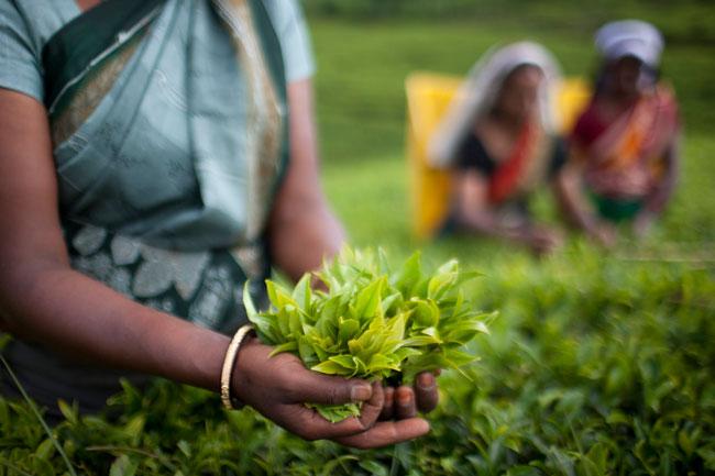 Tea label giants vow probe after Sri Lanka labor abuse expose - report