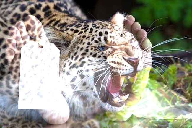 One dead, another injured in leopard attack at Kumana