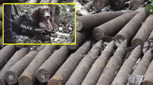 Cache of anti-aircraft bullets found in Vavuniya