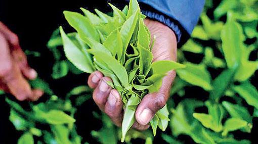 Sri Lanka’s tea exports to China records sharp rise - report