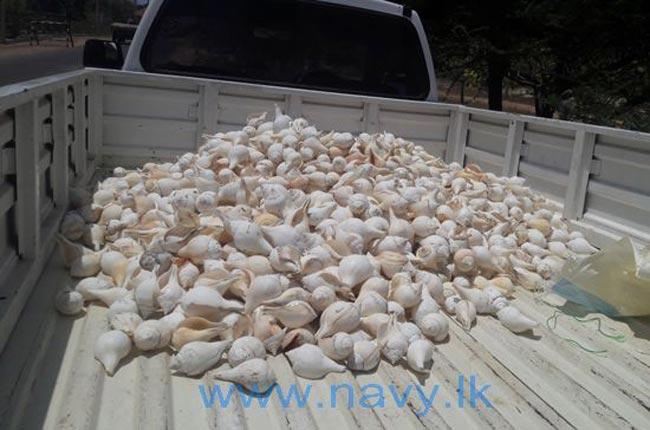 Navy nabs man with 2,500 conch shells