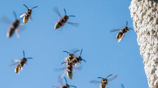 Fifty-one hospitalized in wasp attack at school
