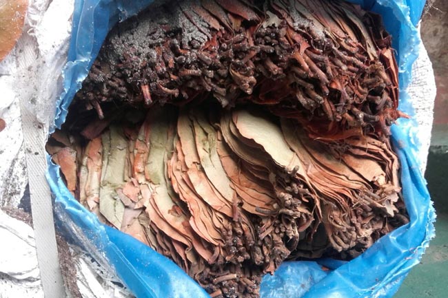 Navy recovers over 461 kg of Beedi leaves