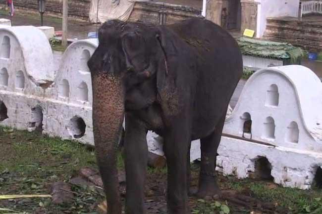 Why 70-year old elephant ‘Tikiri’ was used in Perahera